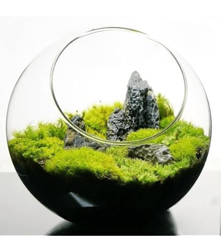 Amazon｜【華みやび】ミニ苔玉キット 3個分セット 5センチ程3つ分